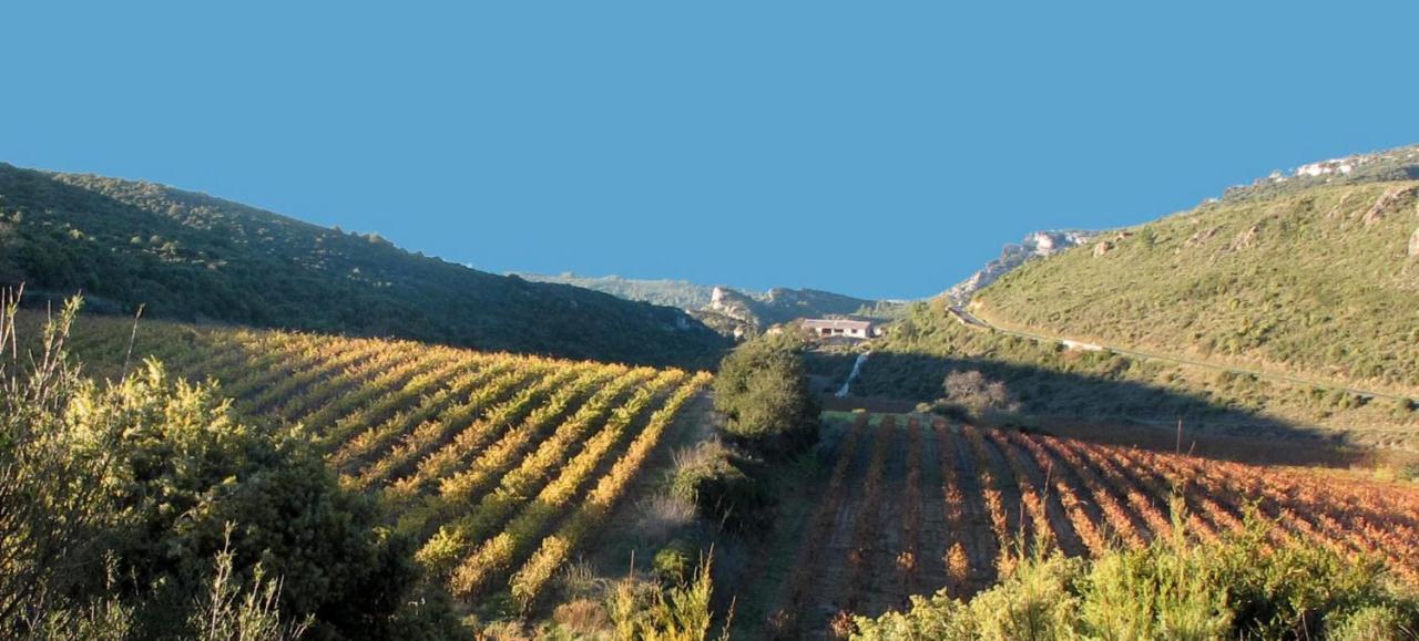 Gîte dans ancienne bergerie en pleine garrigue Fraissé-des-Corbières Extérieur photo
