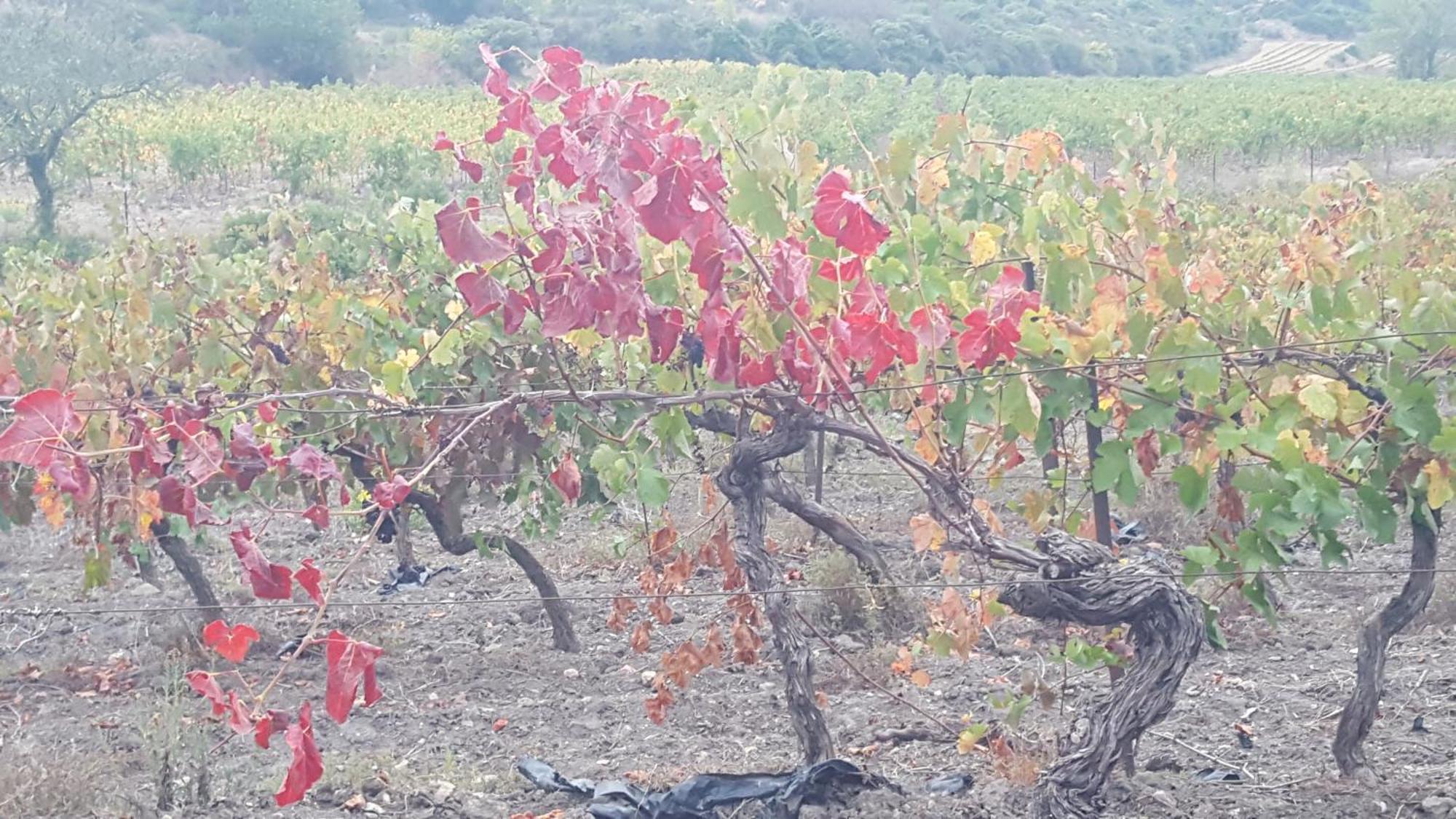 Gîte dans ancienne bergerie en pleine garrigue Fraissé-des-Corbières Extérieur photo