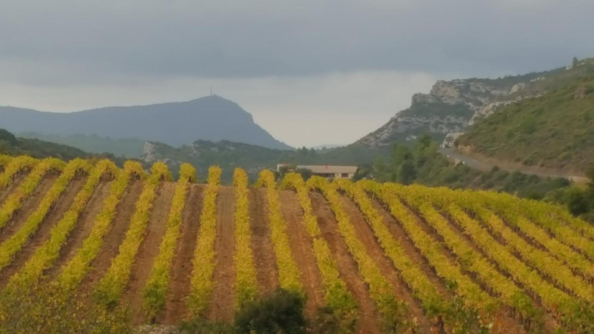 Gîte dans ancienne bergerie en pleine garrigue Fraissé-des-Corbières Extérieur photo